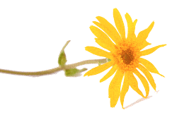 Arnica