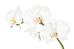 orquidea blanca