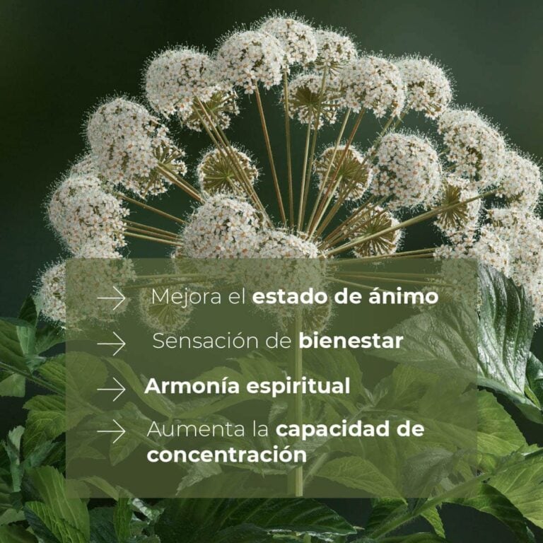 Beneficios del Recambio Mikado Raíz Angélica 200ml SYS Aromas con flor de angélica y mensajes de bienestar