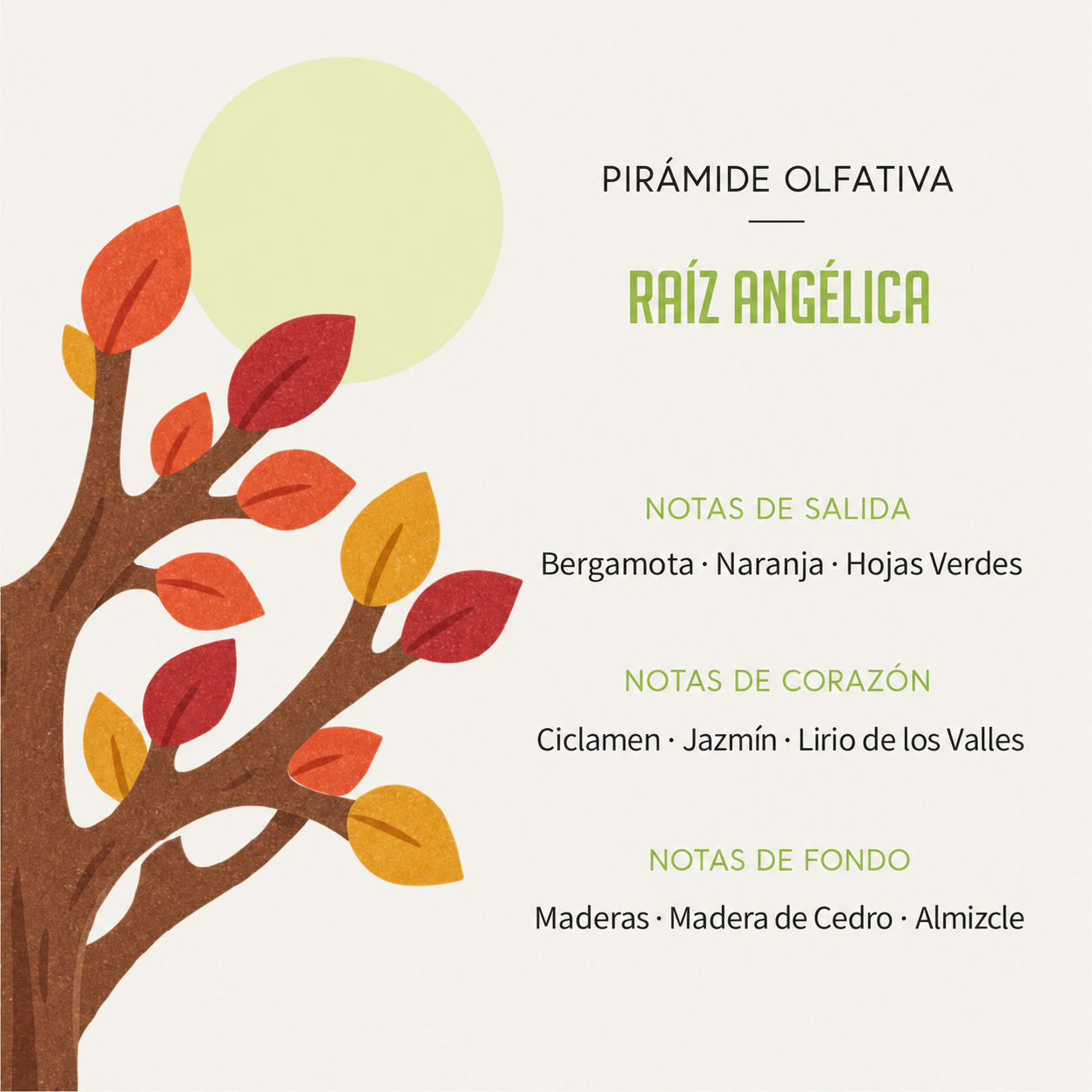 Pirámide olfativa del Ambientador Difusor Árbol Raíz Angélica 90 ml SYS Aromas con bergamota, naranja, hojas verdes, ciclamen, jazmín, lirio de los valles, maderas, madera de cedro y almizcle.