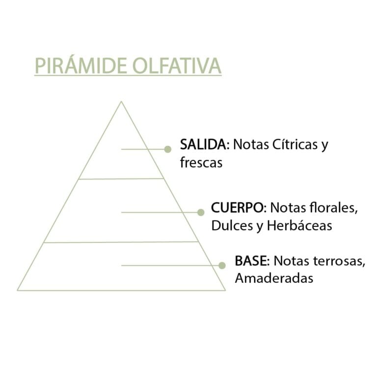 Pirámide olfativa de la Esencia Aloe Vera SYS Aromas con notas cítricas florales herbáceas terrosas y amaderadas