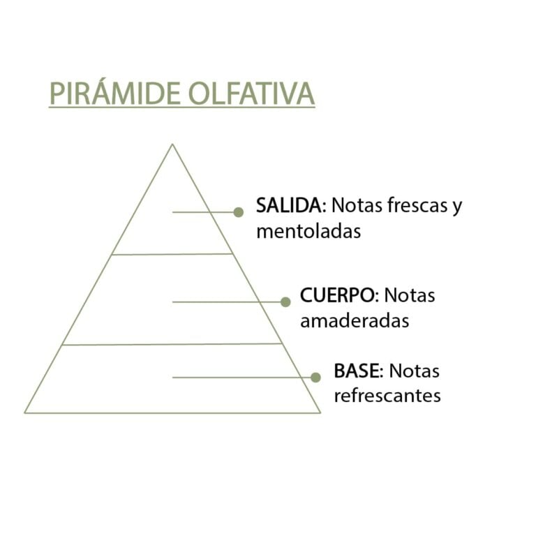Pirámide olfativa de la Esencia Eucalipto SYS Aromas con salida fresca y mentolada cuerpo amaderado y base refrescante