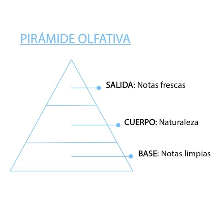Pirámide olfativa de la Esencia Cotonet SYS Aromas con salida fresca cuerpo natural y base limpia