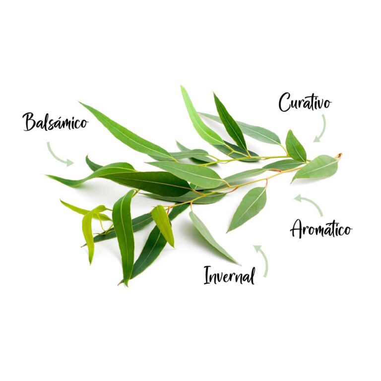 Hojas de eucalipto asociadas al Aceite Esencial Eucalipto Labnatur Bio con aroma balsámico, aromático e invernal.