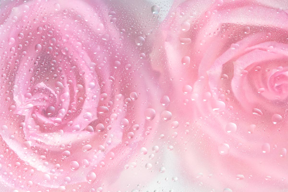 Pétalos frescos de rosa: suavidad y brillo para el cabello 